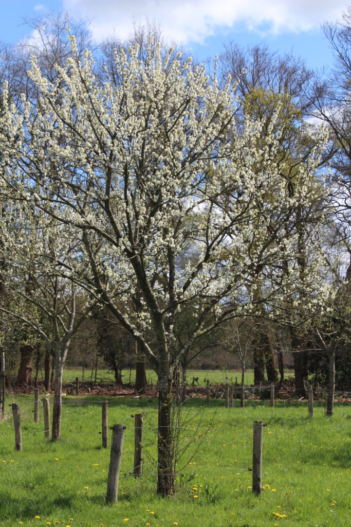 Pruimenboom in bloei voorjaar 2016