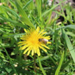 Paardenbloem met bij