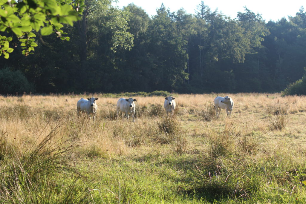 Koeien die het Nijendal begrazen aan de oostzijde.