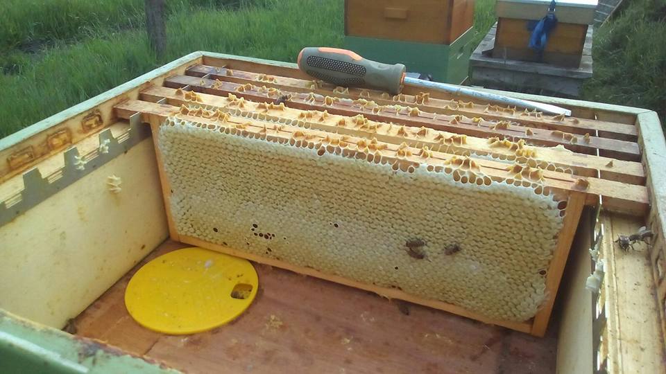 Honingkamer op de kast met verzegelde ramen.