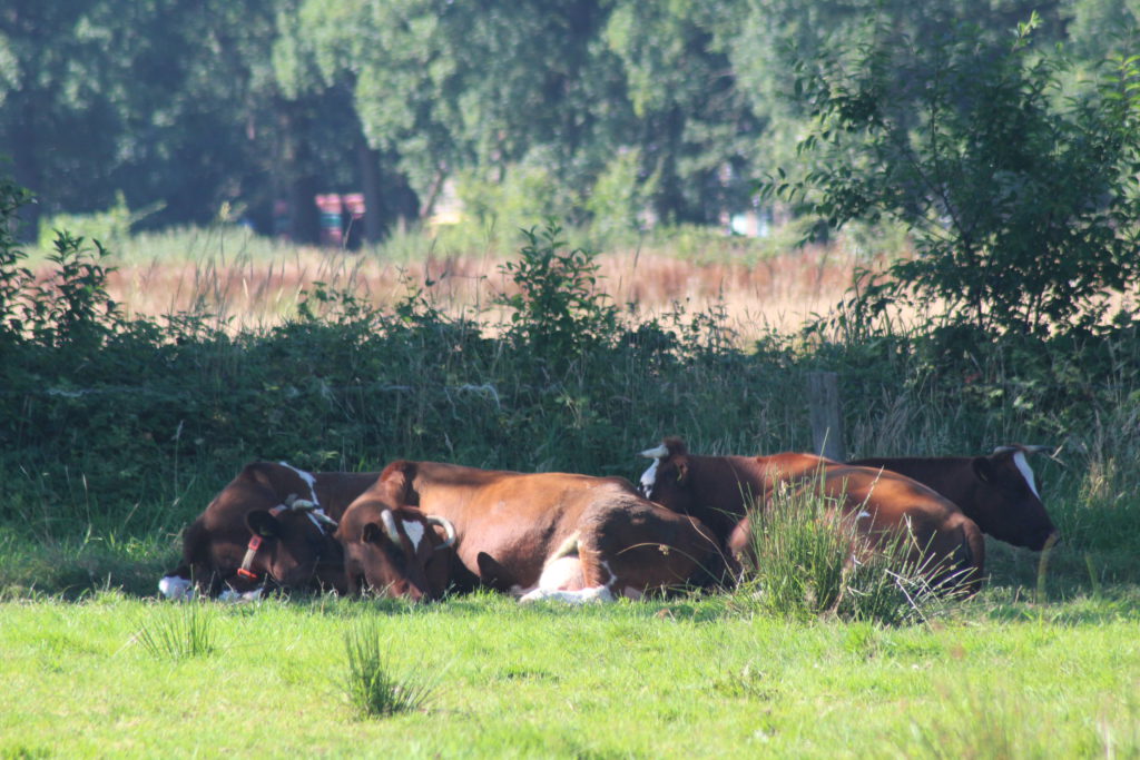 Brandrode runderen die grazen in het Hanzebos op 't Nijendal.