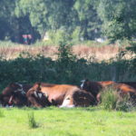Brandrode runderen die grazen in het Hanzebos op 't Nijendal.