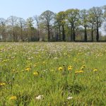 Pinksterbloemen en paardenbloemen