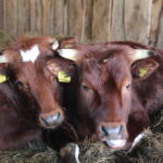 Brandrode runderen in potstal
