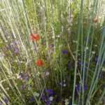 Inheemse flora in graanakker