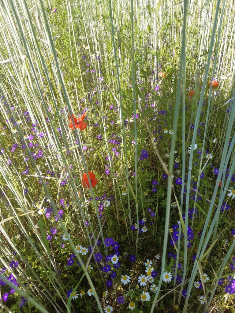Inheemse flora in graanakker