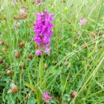 Orchidee in grasland