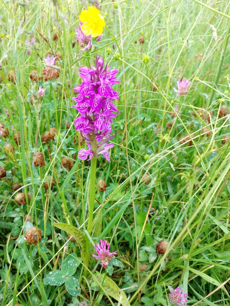 Orchidee in grasland