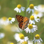 Kleine parelmoervlinder
