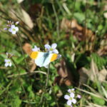 Oranjetipje op pinksterbloem